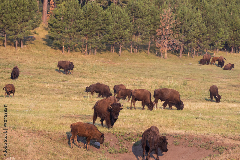 Bison herd grazing in a meadow
