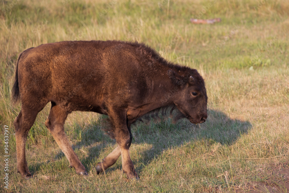 Fototapeta premium American bison calf in a meadow