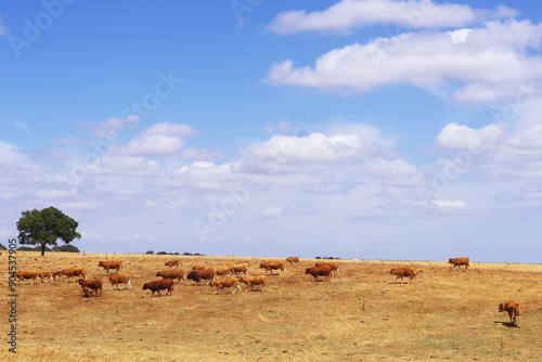 Brown cows grazing in field at south of Portugal photo