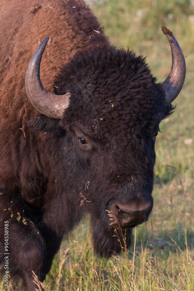 American bison close-up American bison close-up