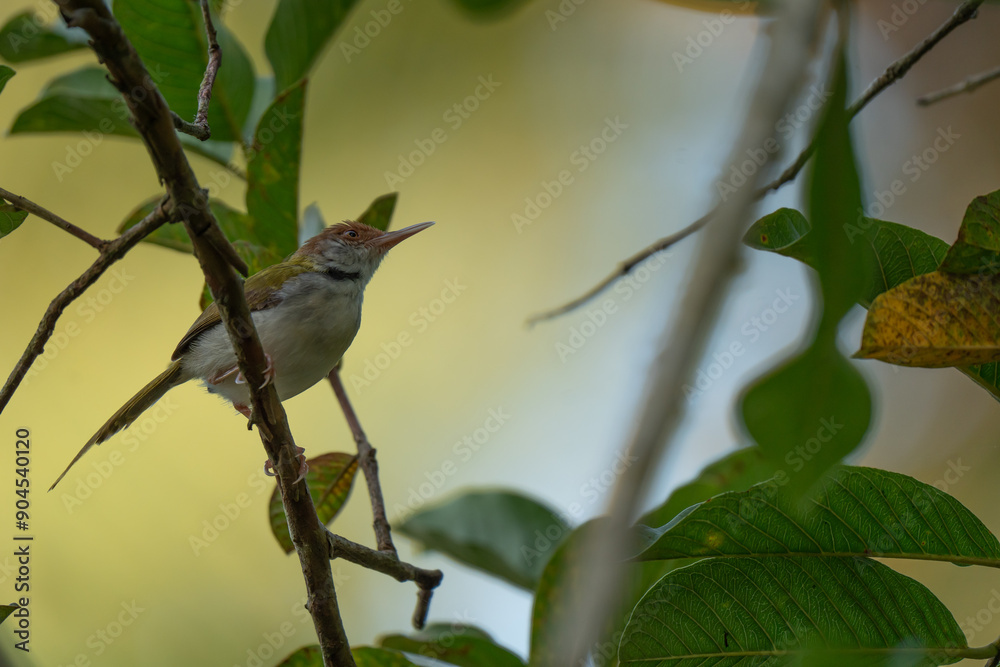 Obraz premium Common tailorbird perched on branch 