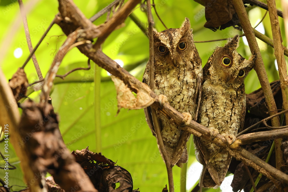 The Sulawesi scops owl (Otus manadensis) is an owl found on the Sulawesi island of Indonesia. This photo was taken in Tangkoko national park. The Sulawesi scops owl (Otus manadensis) is an owl found on the Sulawesi island of Indonesia. This photo was taken in Tangkoko national park.