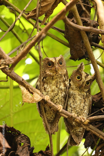 The Sulawesi scops owl (Otus manadensis) is an owl found on the Sulawesi island of Indonesia. This photo was taken in Tangkoko national park. photo