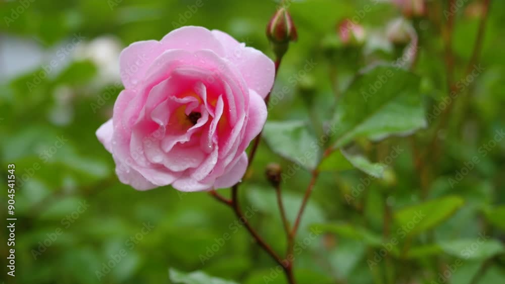 Vibrant Pink Roses Blooming in a Garden After Refreshing Rainfall During Morning Hours Vibrant Pink Roses Blooming in a Garden After Refreshing Rainfall During Morning Hours