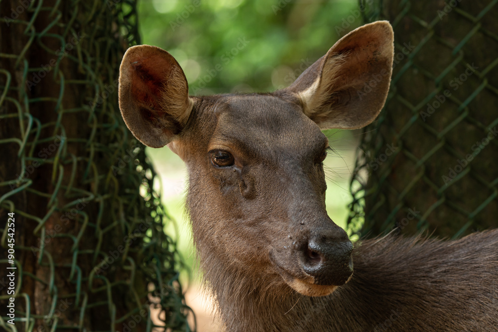 A Deer face with a fly standing on it A Deer face with a fly standing on it