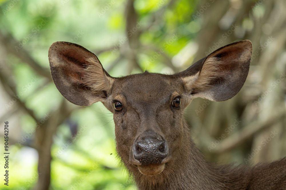 A Deer face with a fly standing on it A Deer face with a fly standing on it