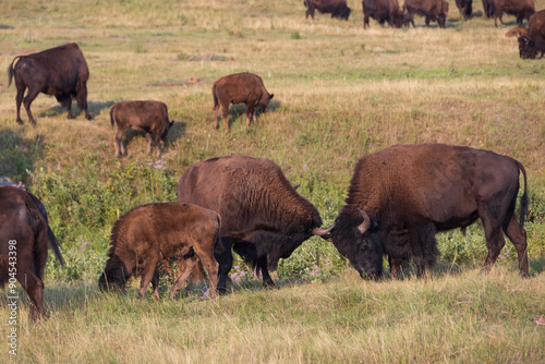 Bison herd grazing in a meadow