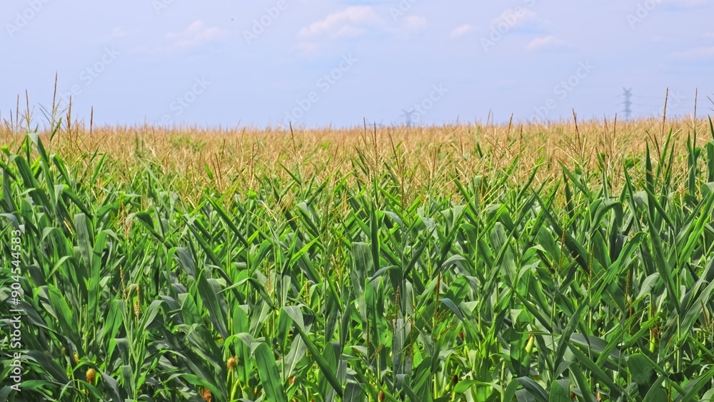 Vast Endless Farmland Cultivated Agricultural Field of Corn Ripening before Harvest Season Vast Endless Farmland Cultivated Agricultural Field of Corn Ripening before Harvest Season