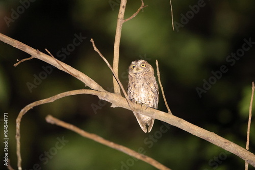 The Sulawesi scops owl (Otus manadensis) is an owl found on the Sulawesi island of Indonesia. This photo was taken in Tangkoko national park. photo