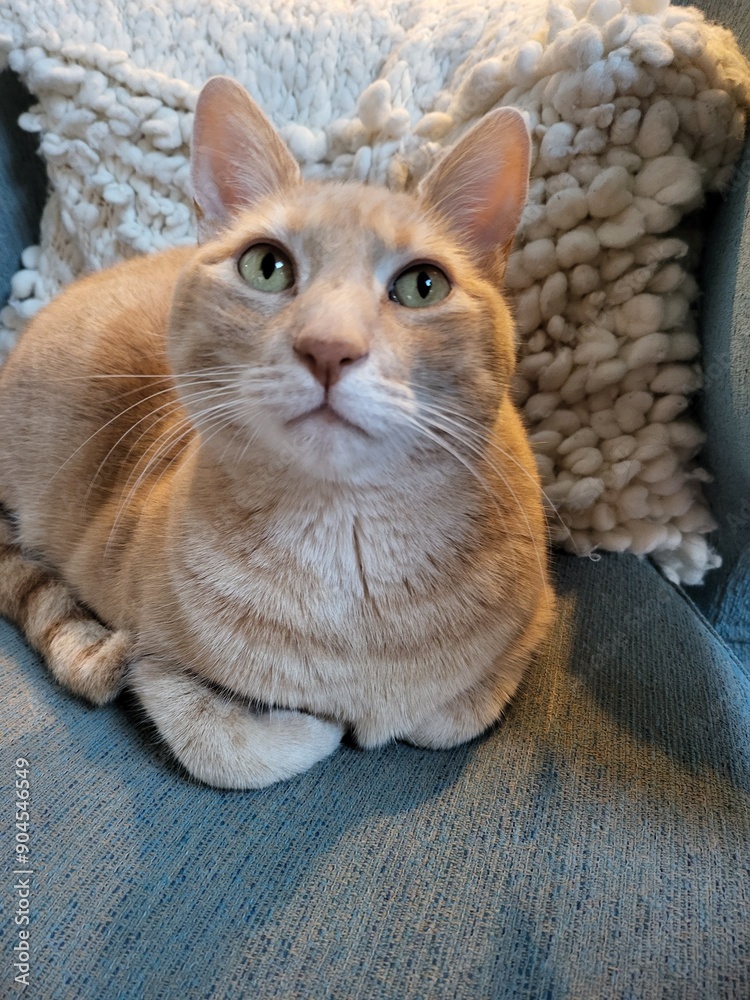 Obraz premium portrait of a cat