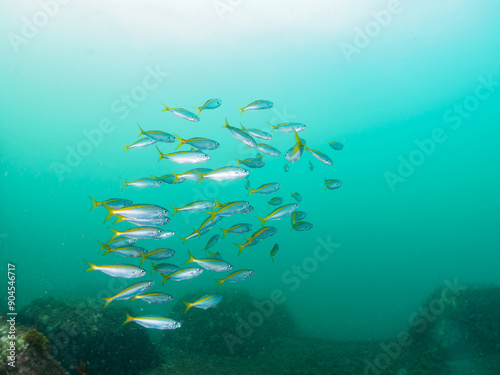 中木港内にもいる
美しいタカベ（タカベ科）の群れ他。
英名、学名：Yellowstriped Butterfish, Labracoglossa argentiventris
静岡県伊豆半島賀茂郡南伊豆町中木ヒリゾ浜-2024年
 photo