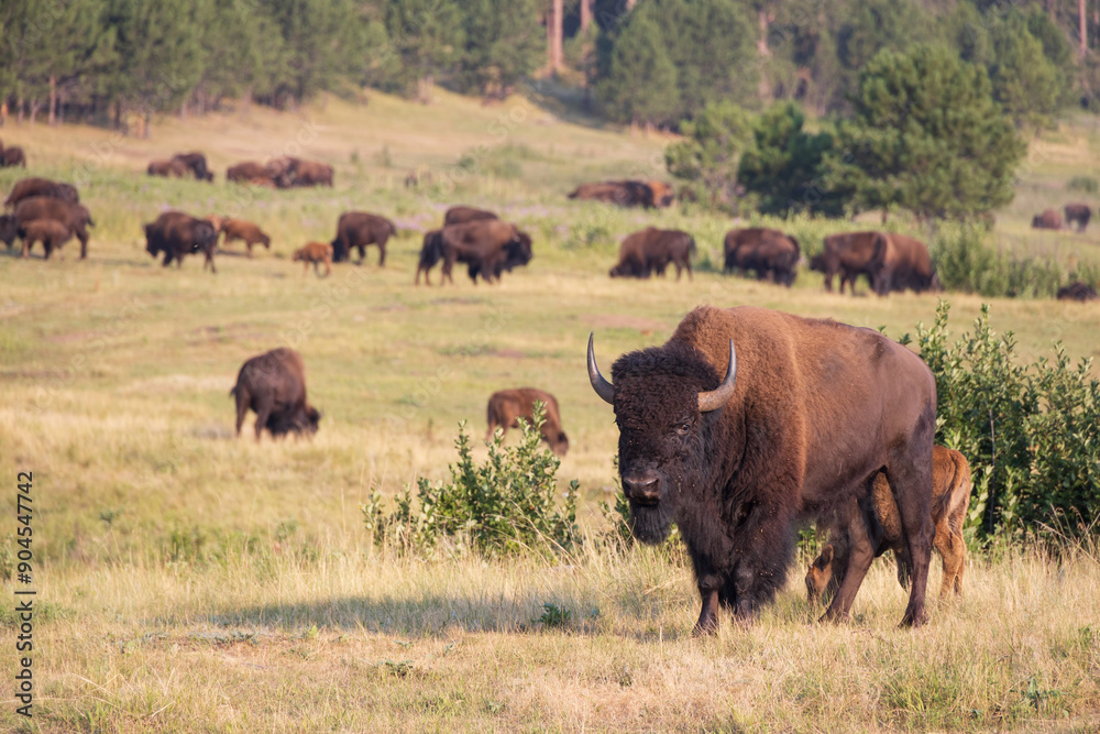 Bison herd grazing in a meadow Bison herd grazing in a meadow