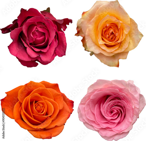 Fototapeta Naklejka Na Ścianę i Meble -  set of real roses isolated png