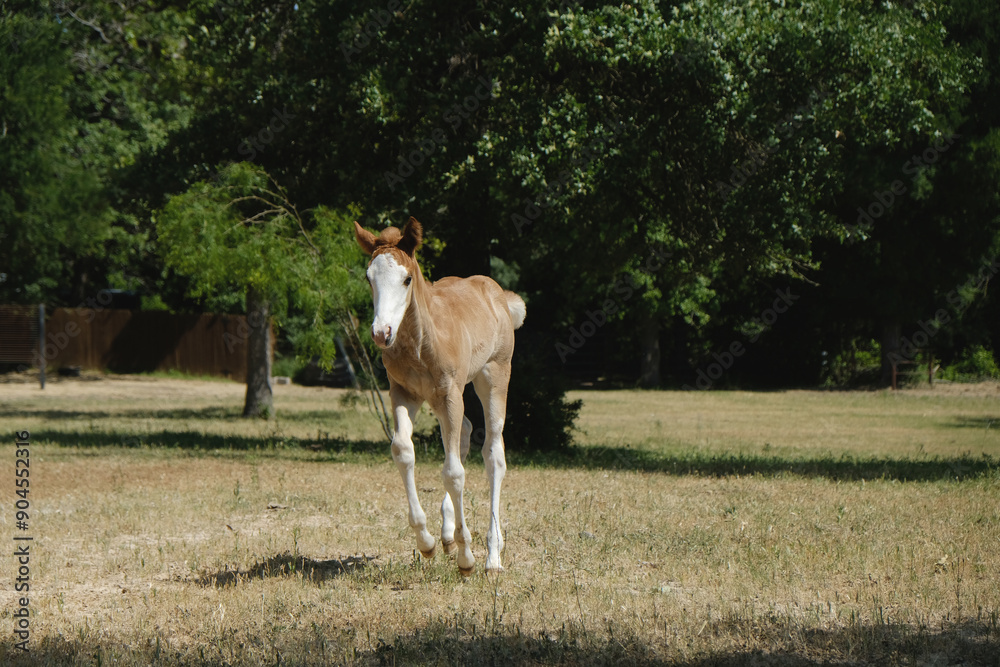 Obraz premium Colt paint horse running through dry Texas pasture field in summer on ranch.