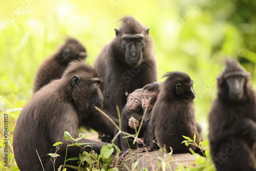 The Celebes crested macaque (Macaca nigra), also known as the crested black macaque, Sulawesi crested macaque, or the black ape, is an Old World monkey in Tangkoko national park, Sulawesi island photo