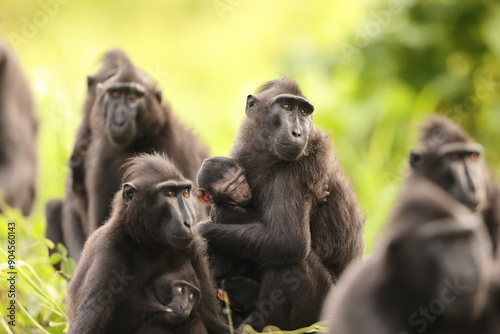 The Celebes crested macaque (Macaca nigra), also known as the crested black macaque, Sulawesi crested macaque, or the black ape, is an Old World monkey in Tangkoko national park, Sulawesi island