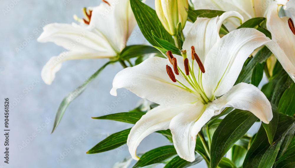Natural floral banner, close up white lily flower, pastel color celebrate background with copyspace, nature beauty blossoming lily or peony flower, flowery design postcard, delicate fresh petals bloom Natural floral banner, close up white lily flower, pastel color celebrate background with copyspace, nature beauty blossoming lily or peony flower, flowery design postcard, delicate fresh petals bloom