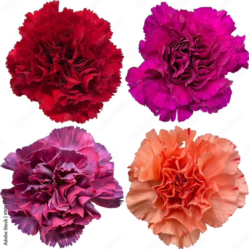set of colorful carnation flowers png cutout