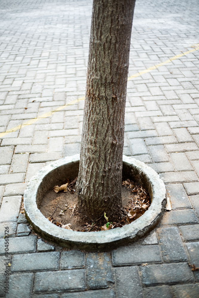 Trees with concrete paving block base Trees with concrete paving block base