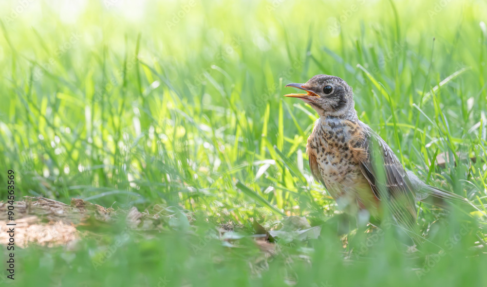 Portrait of a baby bird, baby robin. Portrait of a baby bird, baby robin.