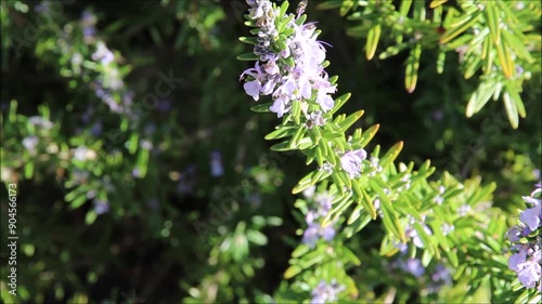 Common Hoverfly (Melangyna viridiceps) visiting lavender flower to feed, South Australia photo