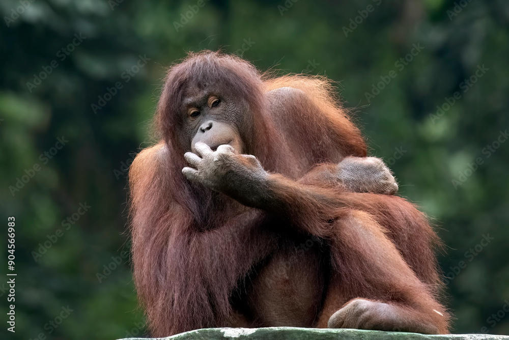 Close up borneo orangutan in a safari park Close up borneo orangutan in a safari park