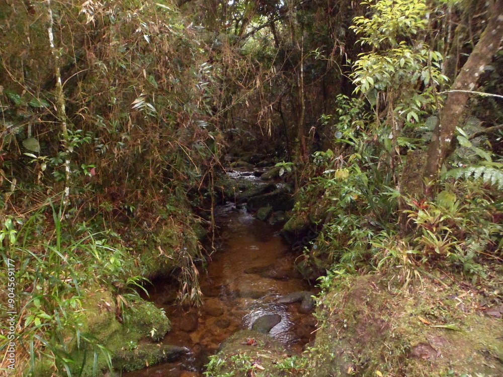 Obraz premium stream in the forest