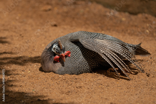Guinea Fowl Taking a Dust Bath with Ruffled Feathers
