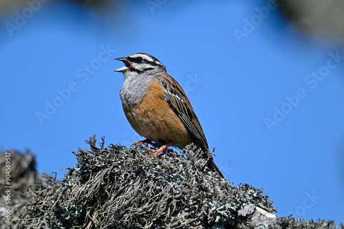 Rock bunting // Zippammer (Emberiza cia) photo