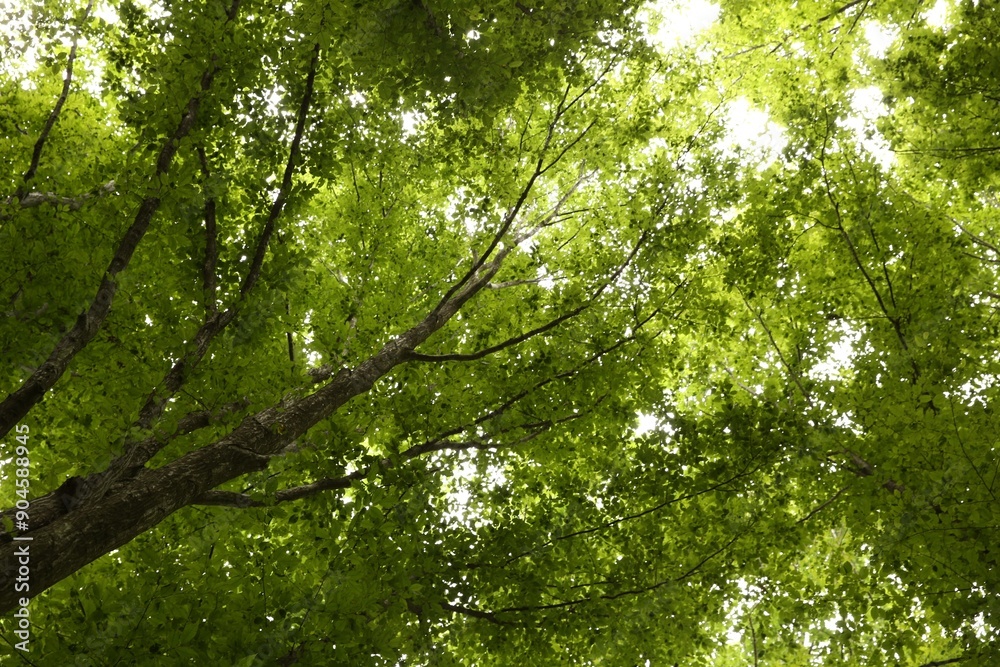 Beautiful green trees in forest, low angle view Beautiful green trees in forest, low angle view