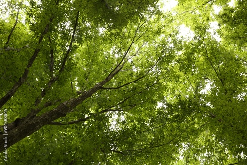 Beautiful green trees in forest, low angle view