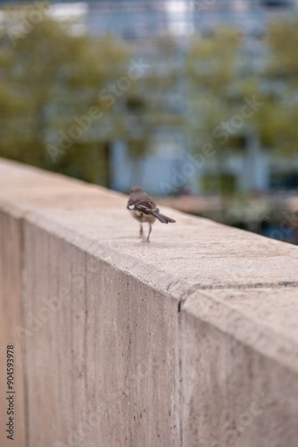 bird on a fence