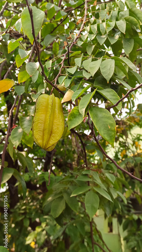 Ripe star fruit on the tree