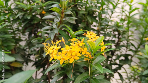 Yellow flowers bloom beautifully photo