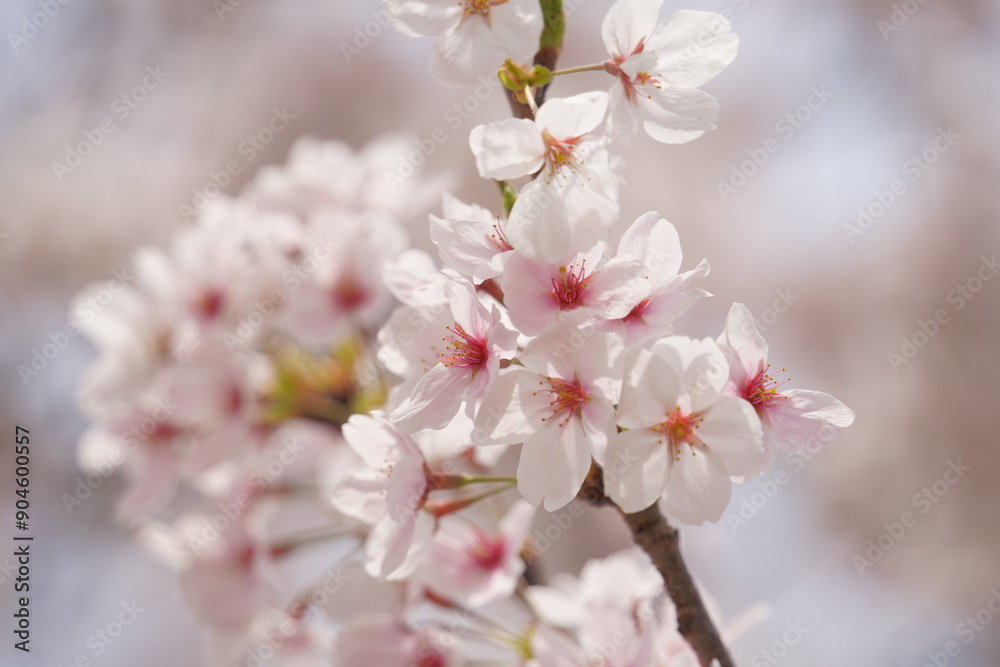 桜 桜