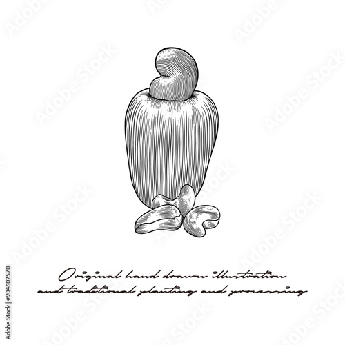 Black and white cashew illustration using engraving technique