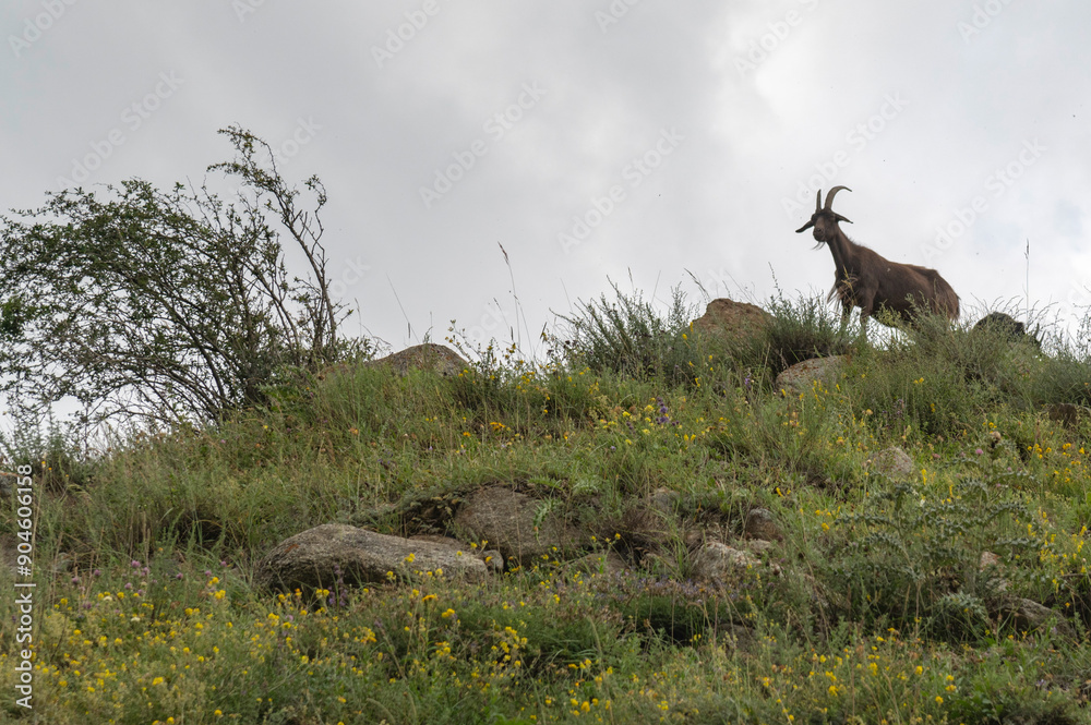 Goat in the mountains