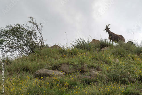Obraz na płótnie Goat in the mountains w salonie