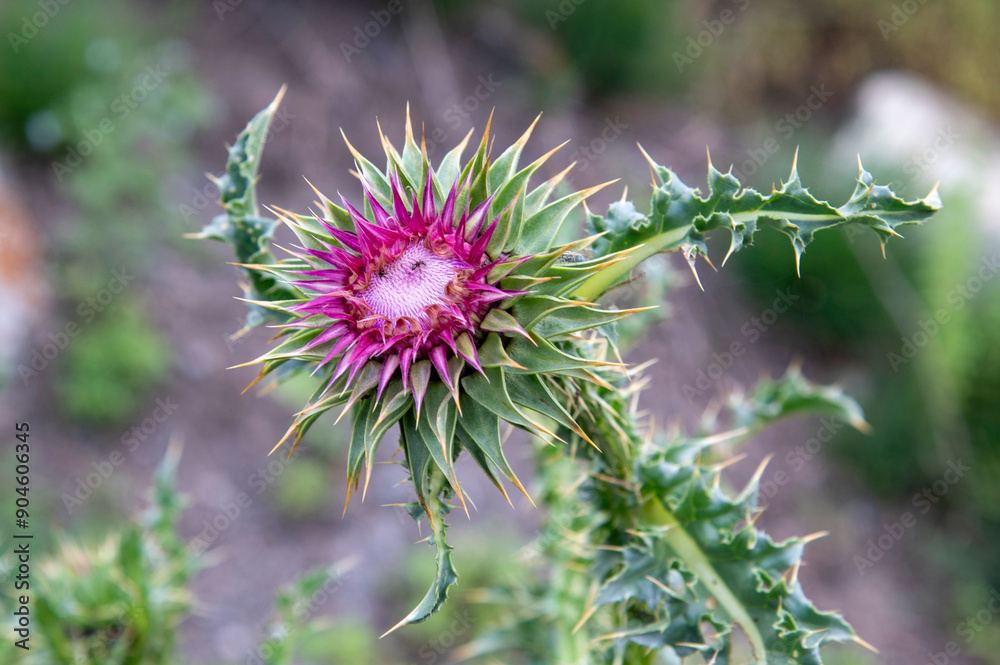 flower of a thistle