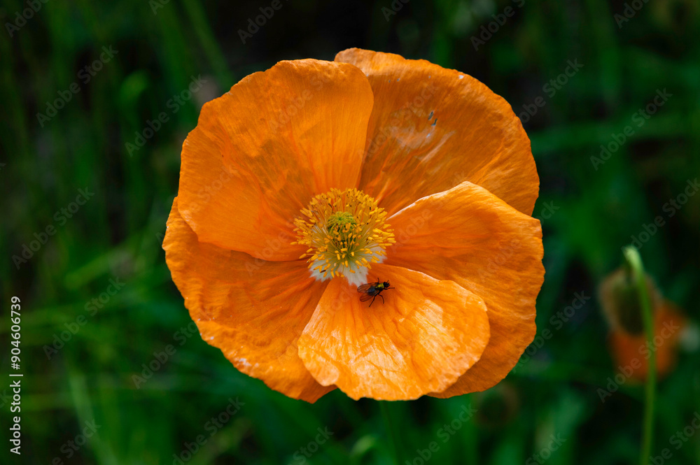 orange poppy flower
