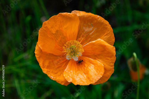 Obraz na płótnie orange poppy flower w salonie