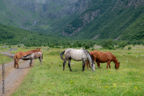Obraz na płótnie horses in the meadow w salonie