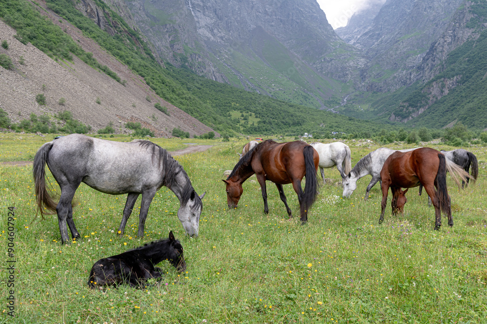 horses in the mountains