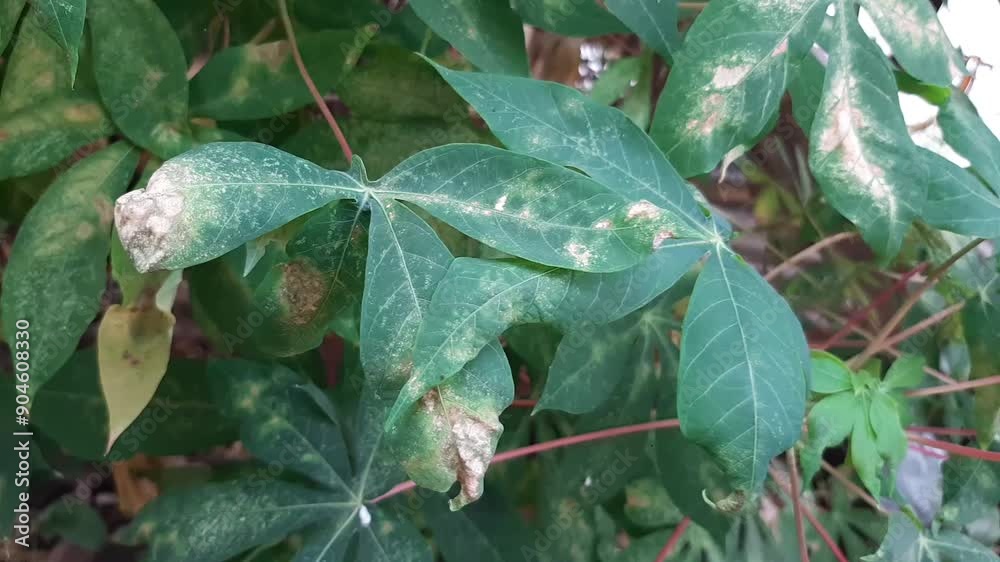 White Spots on Plant Leaves, leaves affected by fungus, Disease Infection on leaf White Spots on Plant Leaves, leaves affected by fungus, Disease Infection on leaf