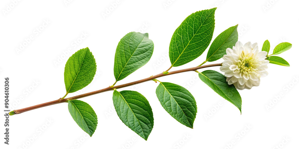 Fresh Green Leaves on Branch with Transparent Background, Green Leaves with Branch. Fresh Green Leaves on Branch with Transparent Background, Green Leaves with Branch.