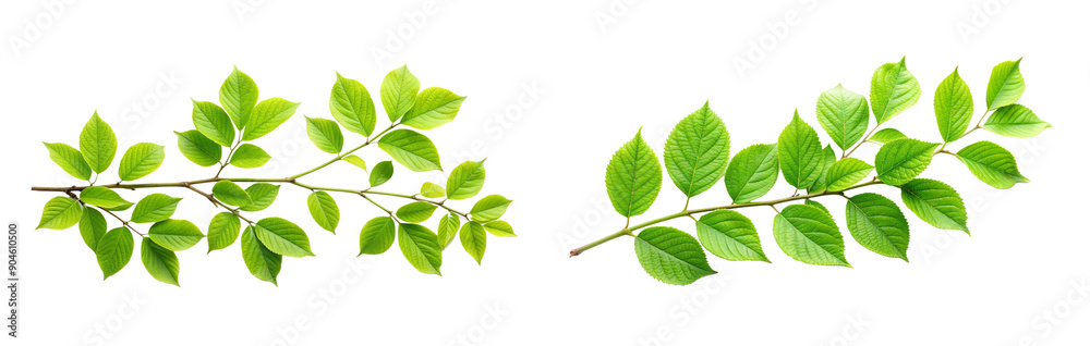 Fresh Green Leaves on Branch with Transparent Background, Green Leaves with Branch. Fresh Green Leaves on Branch with Transparent Background, Green Leaves with Branch.