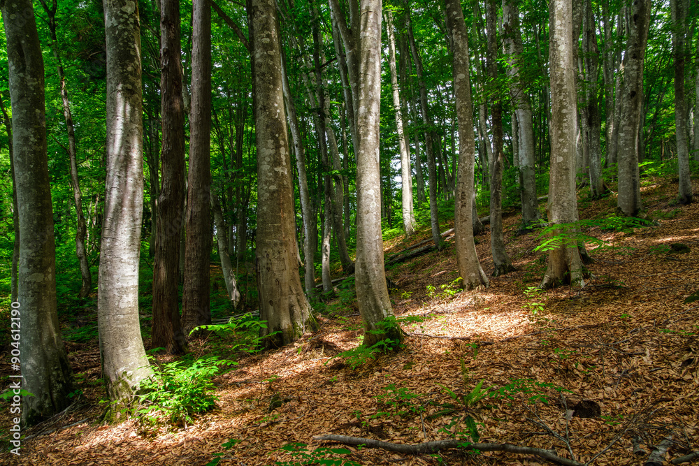 Obraz premium ブナ林の樹林