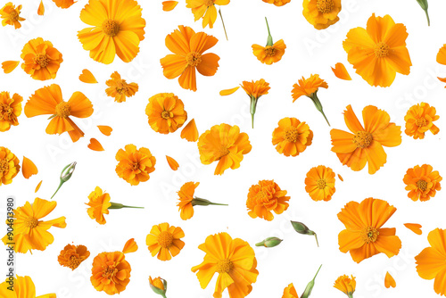 Fresh marigold flower pattern, intricate details, isolated on white background.