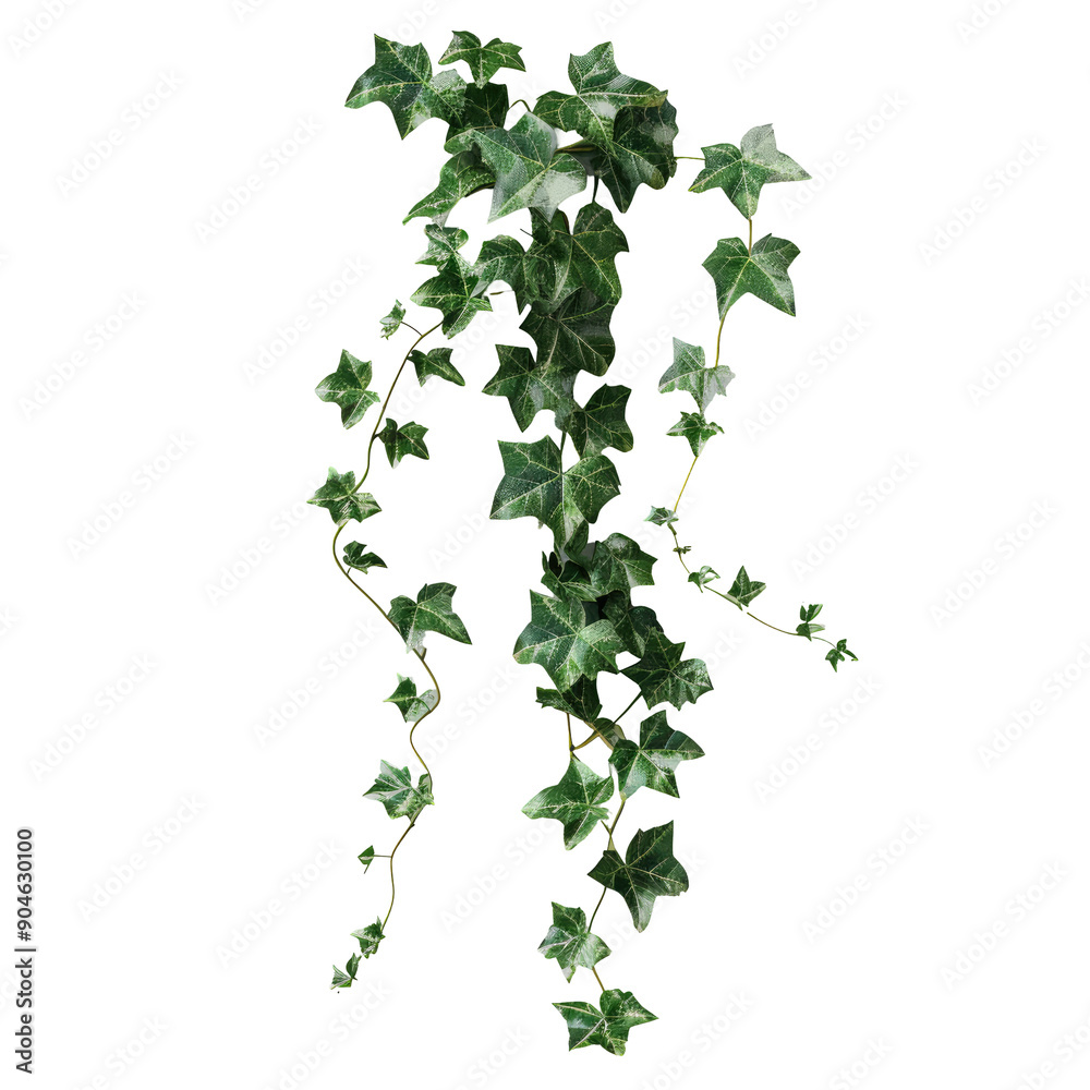 Wild climbing vine ivy plant isolated on transparent background with clipping path. Wild climbing vine ivy plant isolated on transparent background with clipping path.