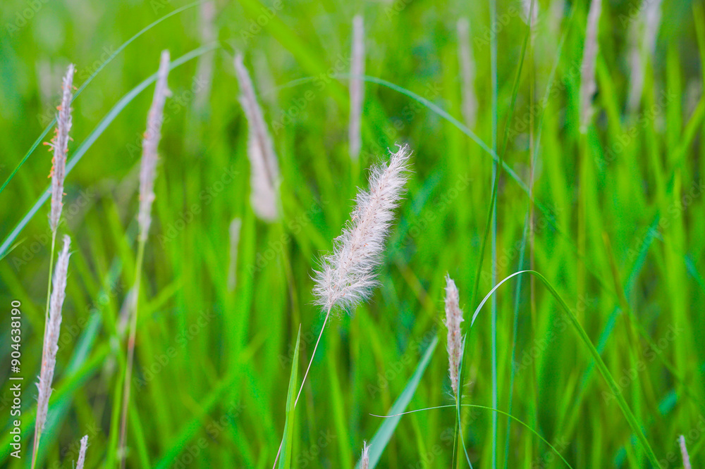 Kunai grass or Cogon grass white flowers on a beautiful green blurry background Kunai grass or Cogon grass white flowers on a beautiful green blurry background